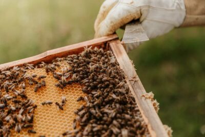 Explotación de abejas para miel
