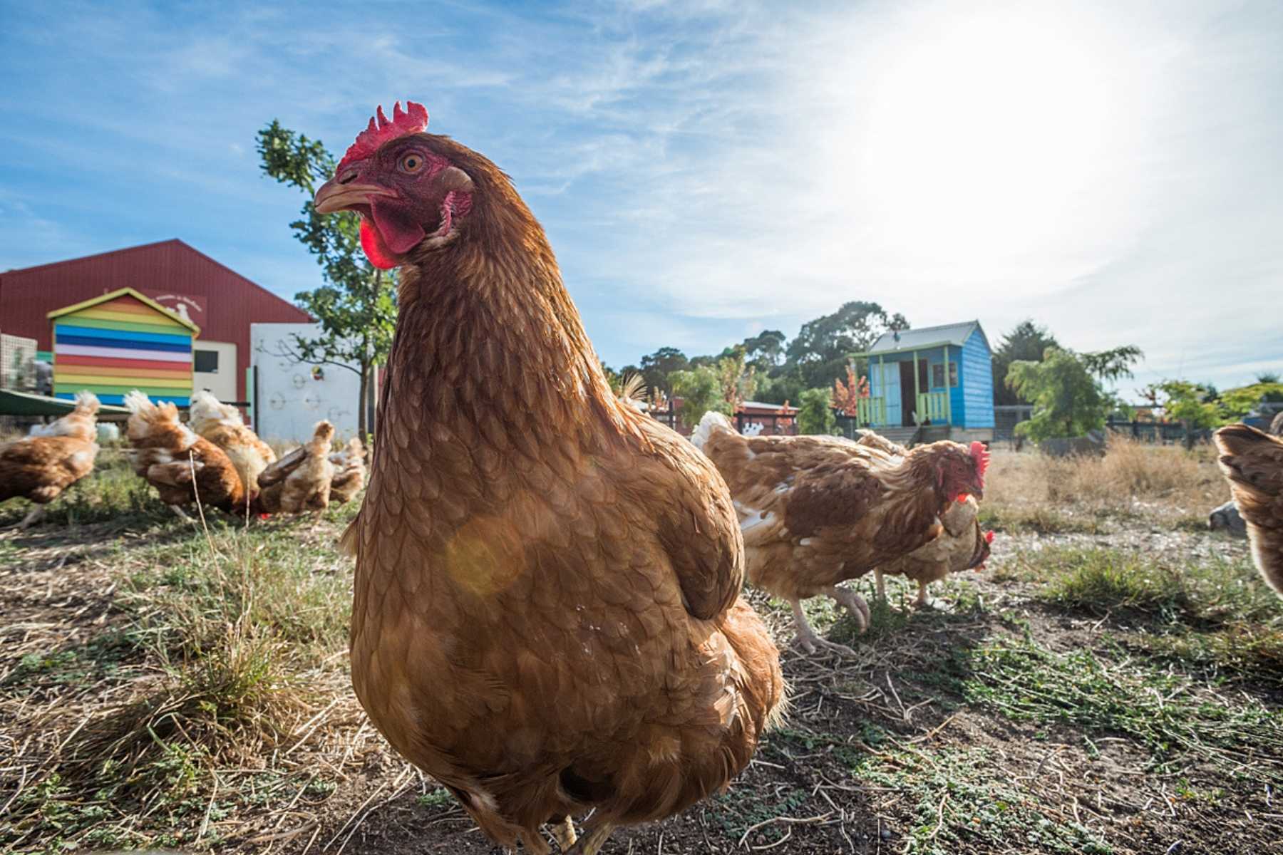 Rescued chickens at Edgar's Mission Sanctuary