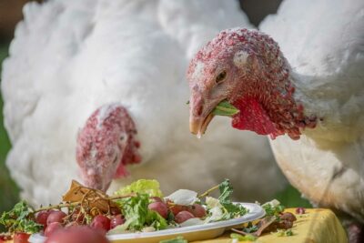 Rescued turkeys enjoy a holiday meal at Wildwood Farm Sanctuary & Preserve.