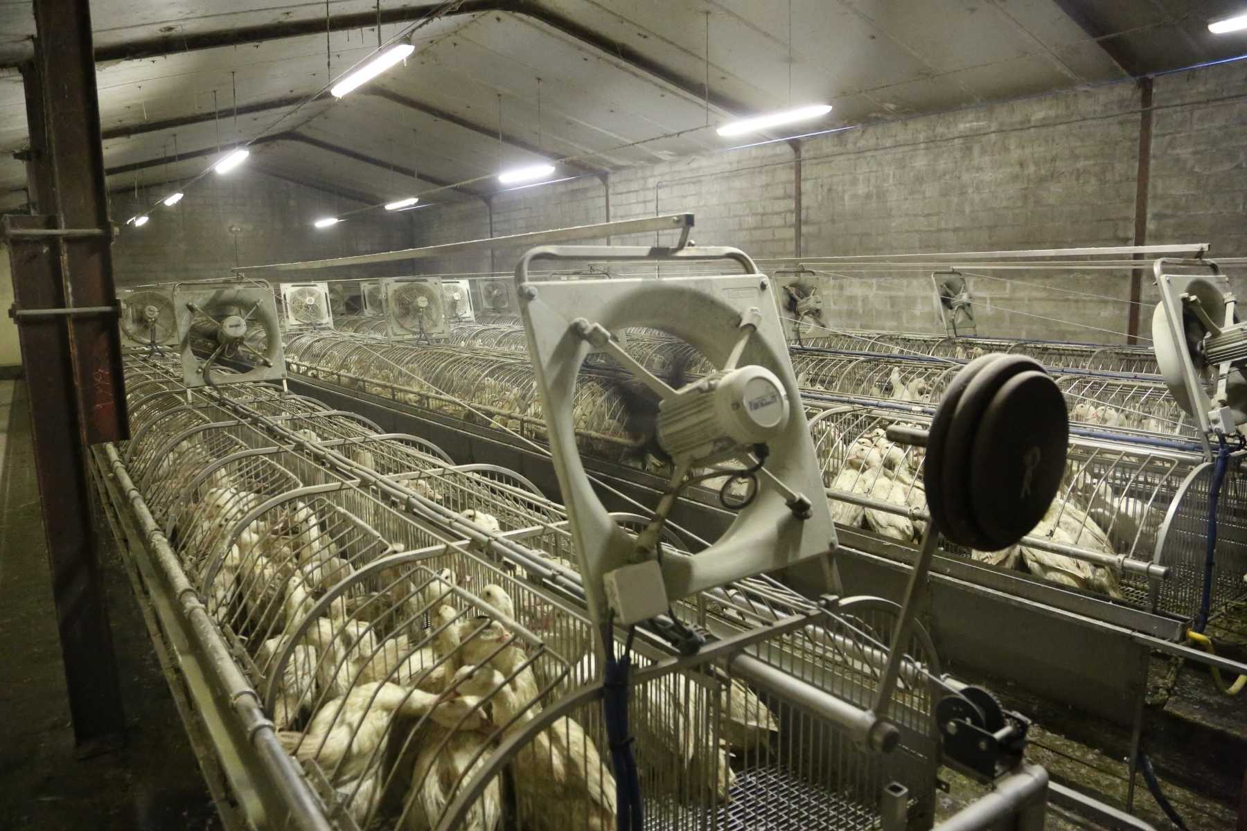 Foie Gras Farm in France