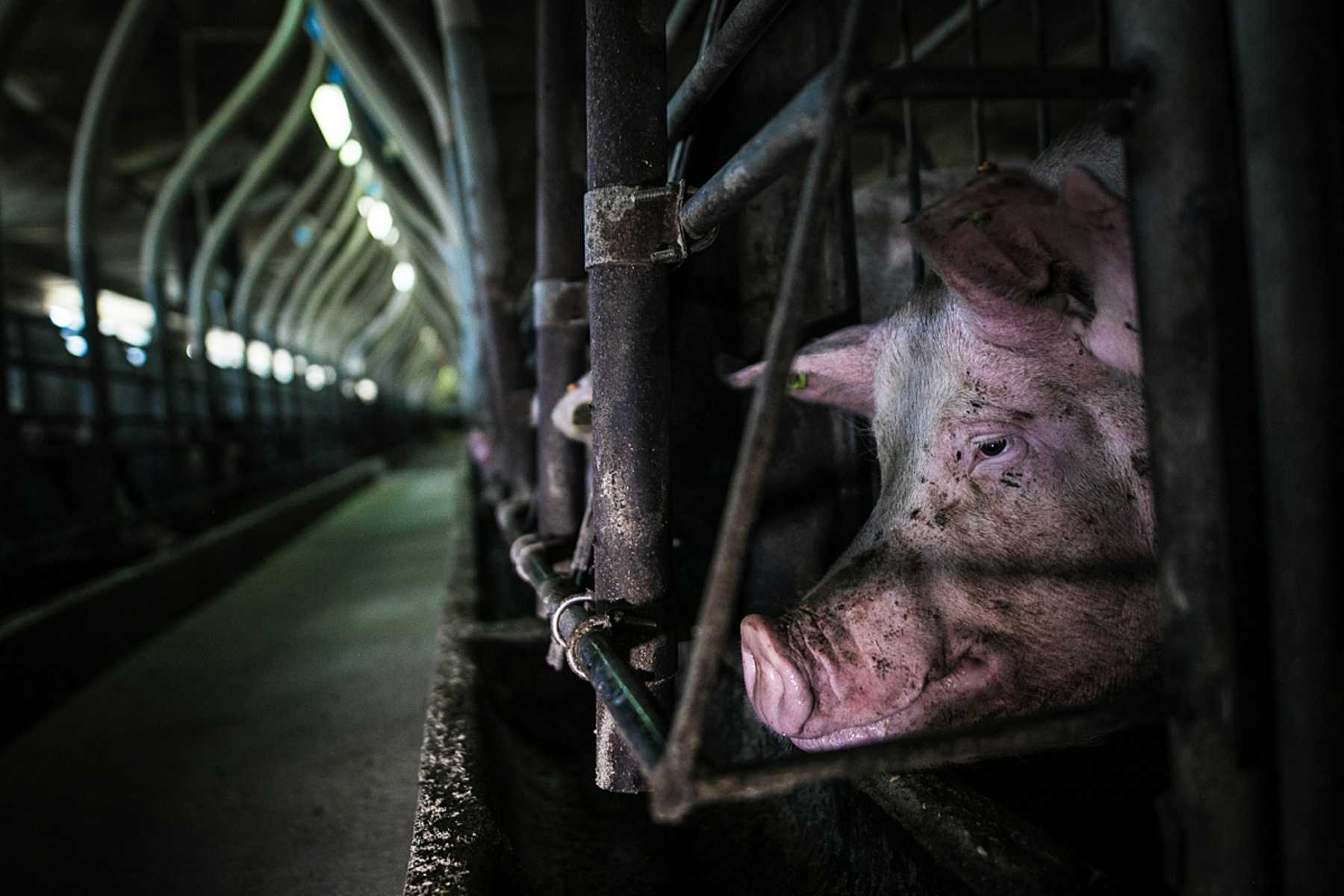 A sow in a gestation crate awaits insemination. Confined in these cages, the sows can only stand up or lie down, they are not able to turn around.