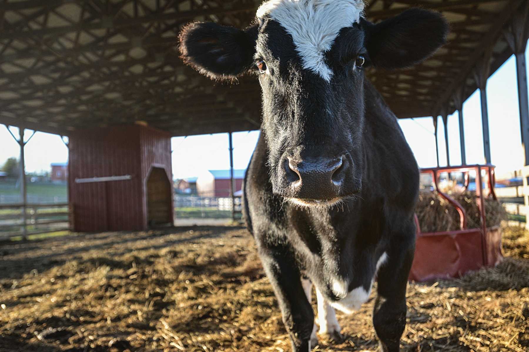 Fanny, a dairy cow, was considered "spent", and was being sent to slaughter when she was rescued by Farm Sanctuary, where she lived out her life.