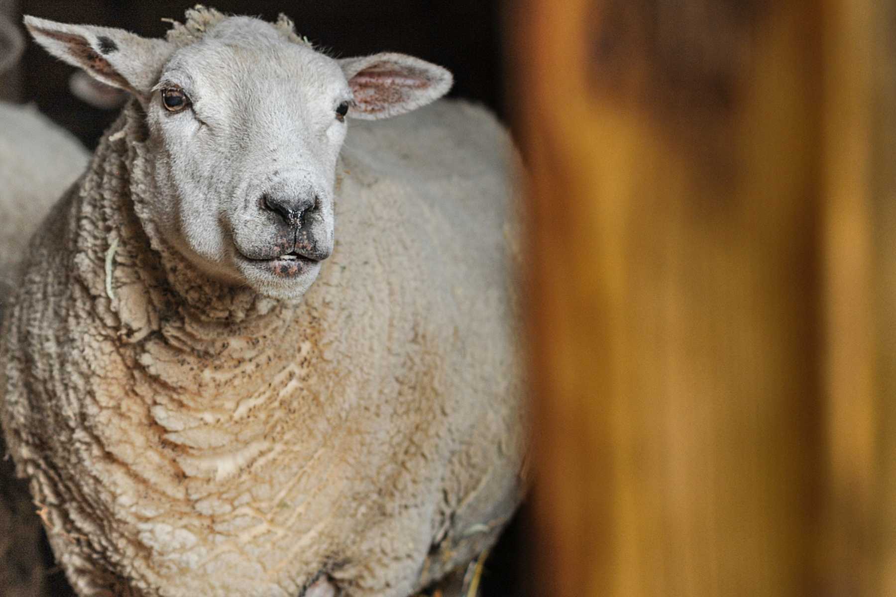 Resident rescued sheep at Farm Sanctuary.