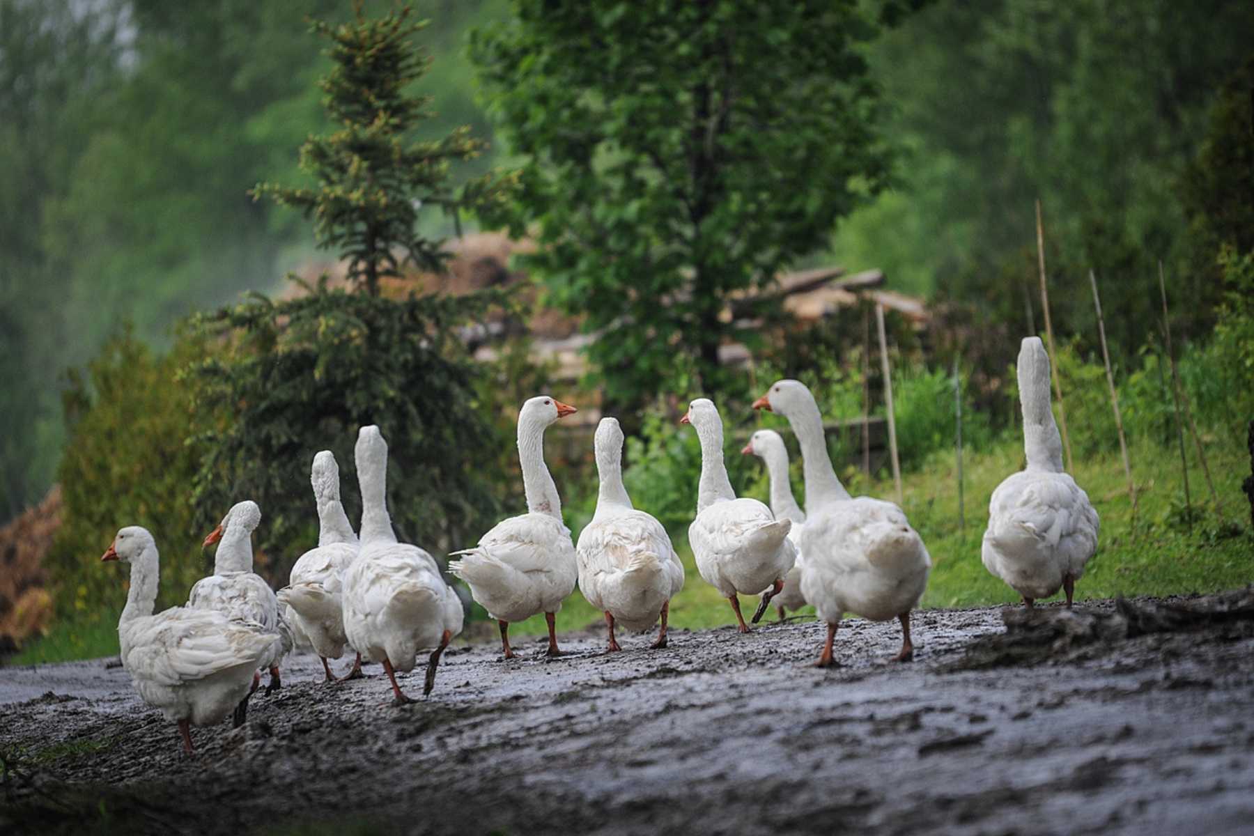 Rescued geese on a walk at Fauna Foundation.
