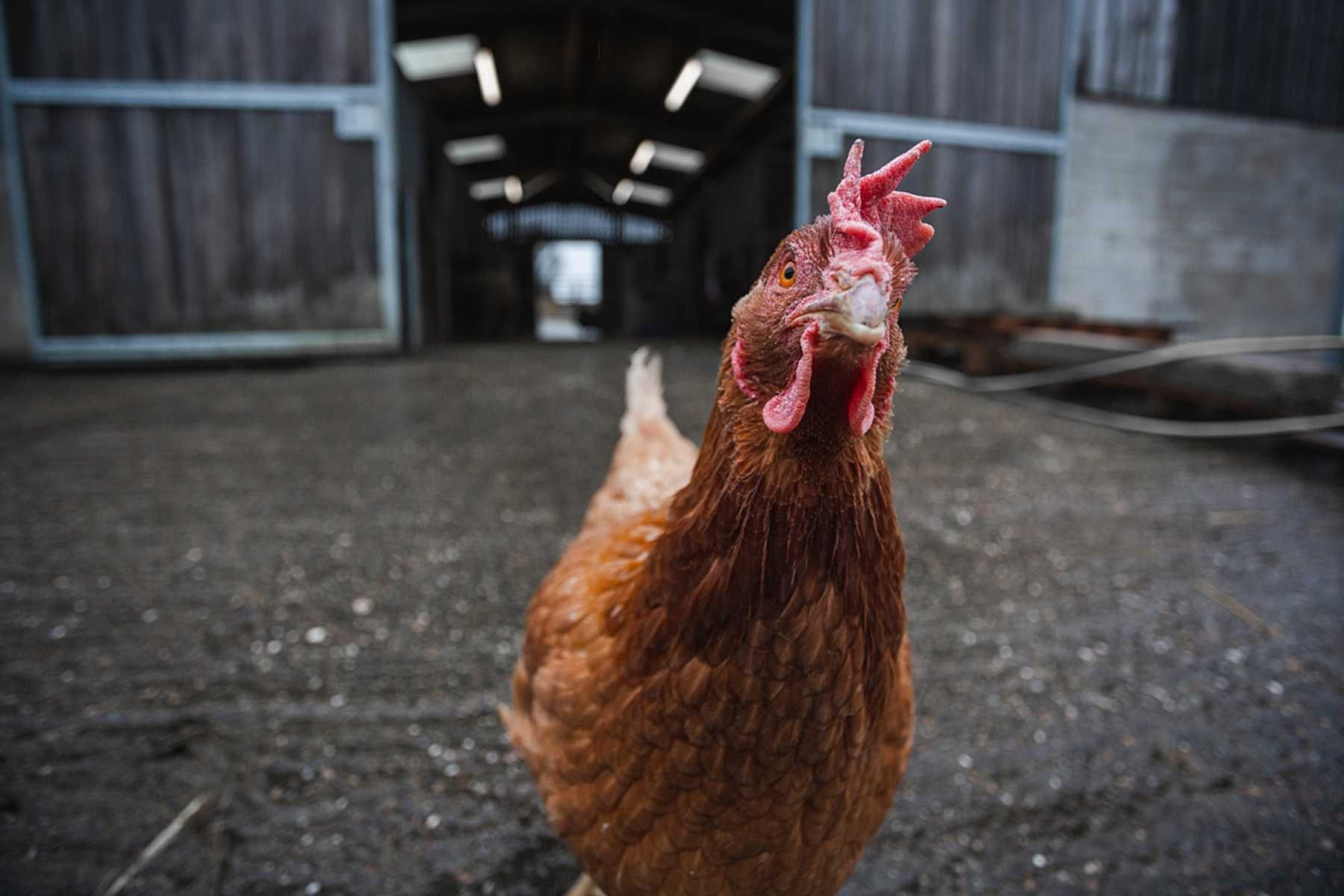Camila, rescued from the egg industry where she lived as a 'battery hen', walks out of the main shelter at Surge Sanctuary to look curiously into the camera.