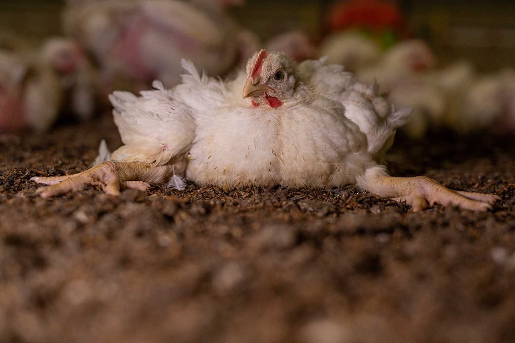 Unable to stand or walk, a chicken with splayed out legs sits on their stomach inside a broiler chicken farm in Italy. This is a common issue for five to six-week old broiler chickens, making it impossible for them to reach water.