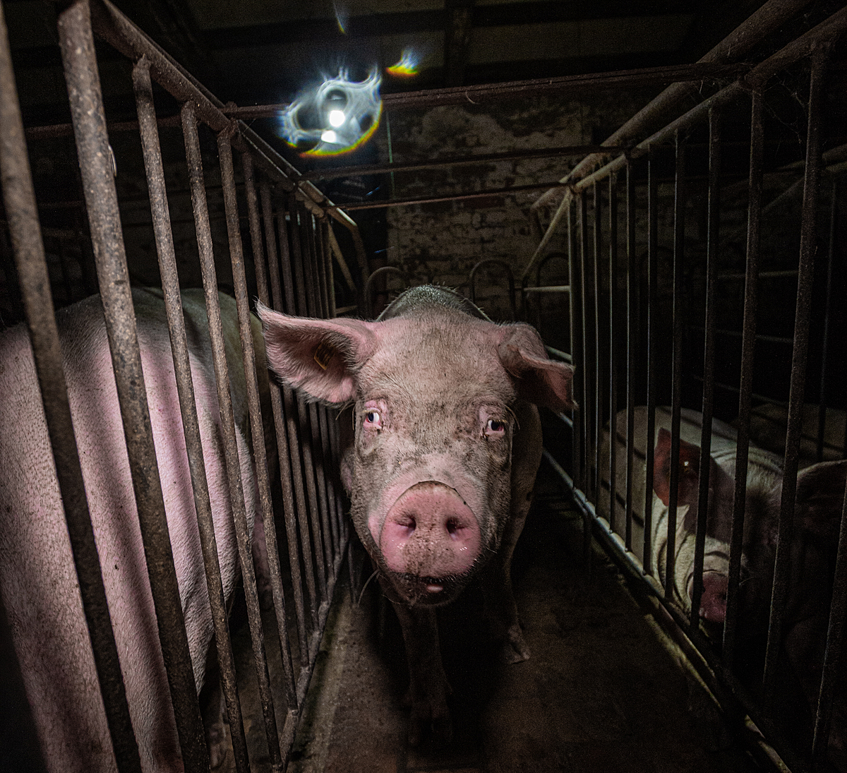 A pregnant sow stands on a floor slick with feces and urine in a cage in which she cannot turn around. This industrial farm in northern Italy housed thousands of pigs in this condition.