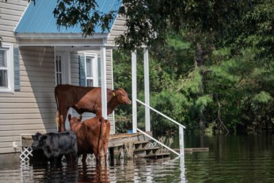 Cow and flood