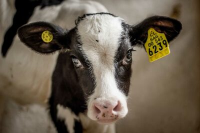 A calf in a stall at a dairy farm located in the Melipilla commune, Chile. She is less than a week old and has already had ear tags affixed to her ears.