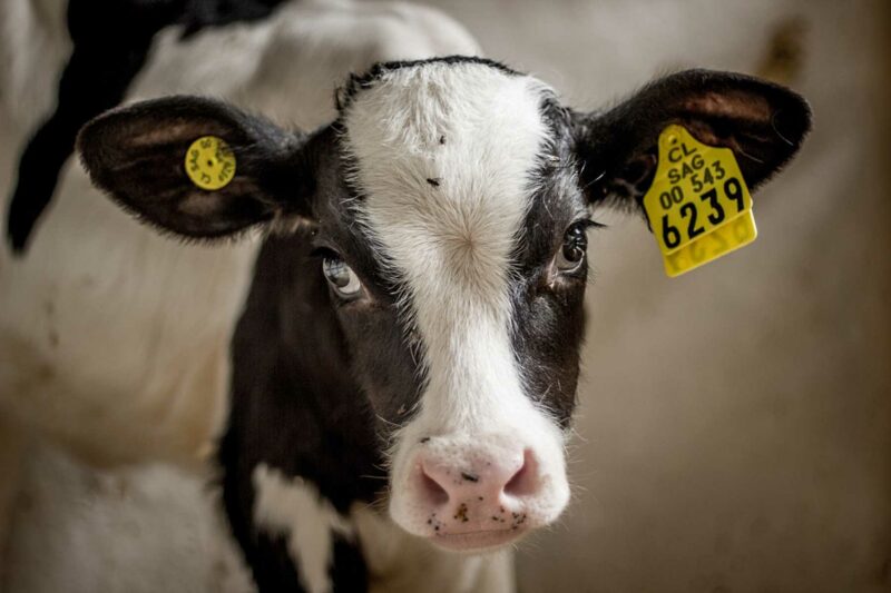 What Is Veal Meat, Where Does It Come From & Why Is It Cruel? - GenV