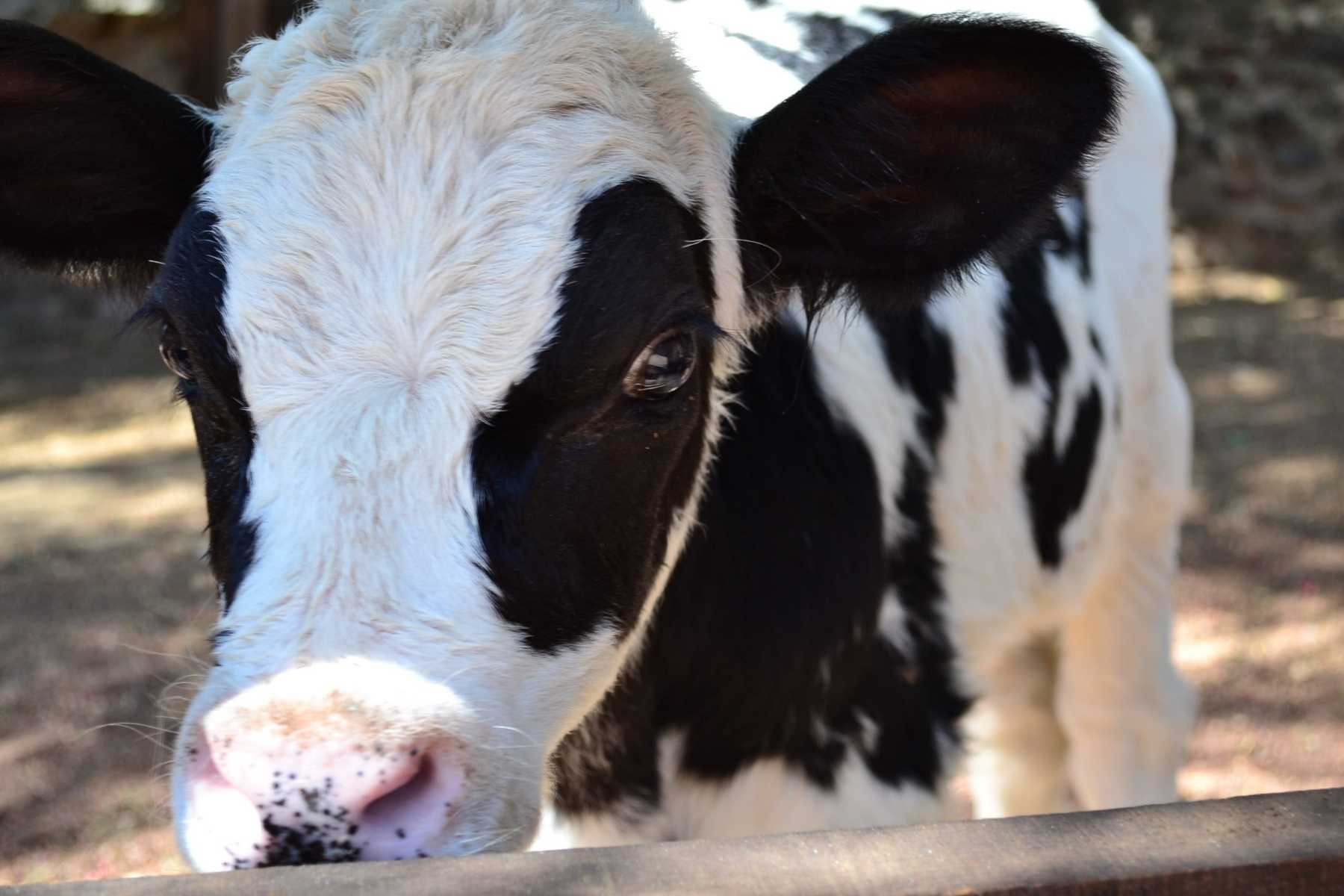 What Is Veal Meat, Where Does It Come From & Why Is It Cruel? - GenV