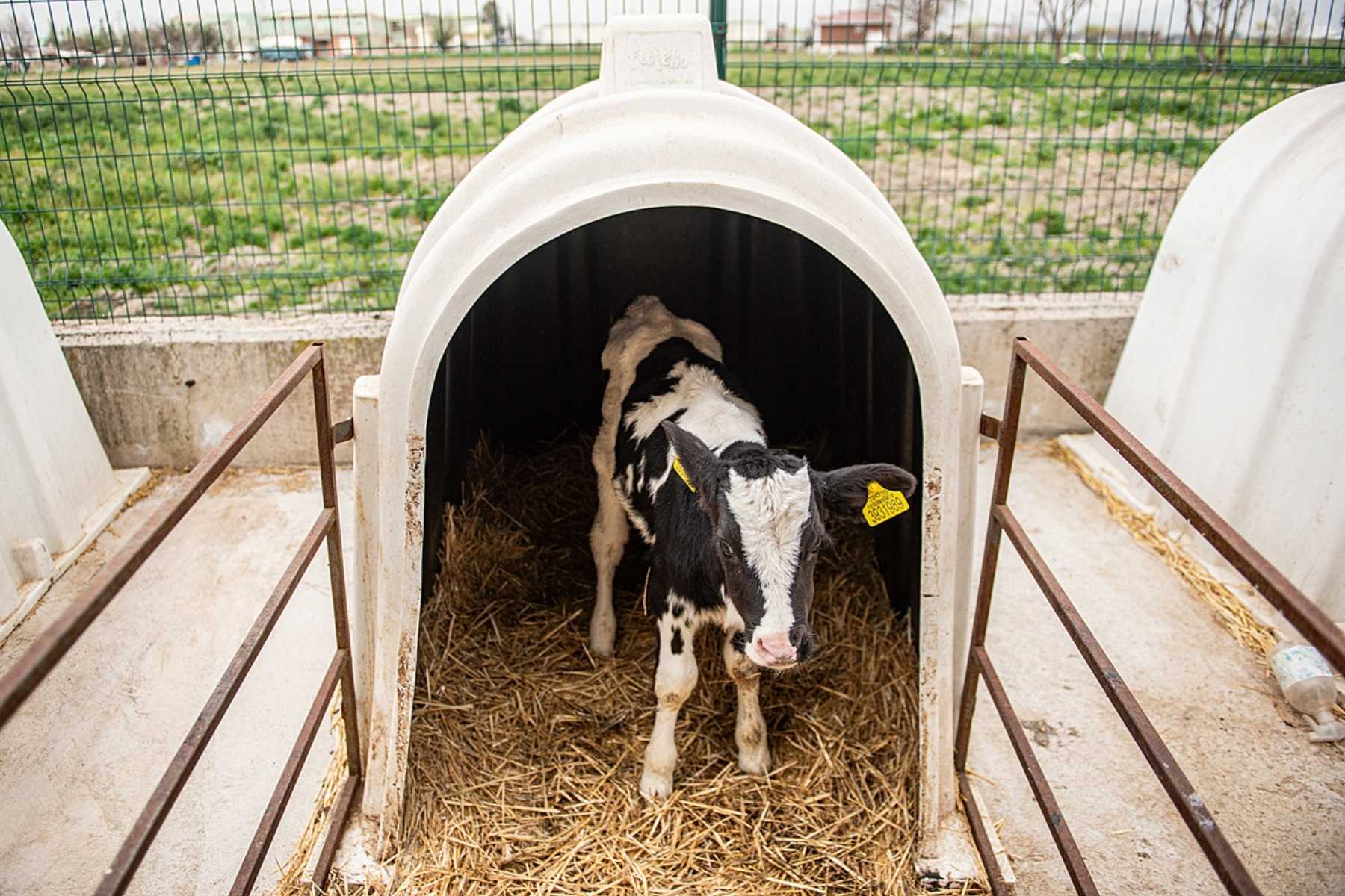 A calf stands separated and alone inside a calf hutch at a dairy farm in Turkiye.