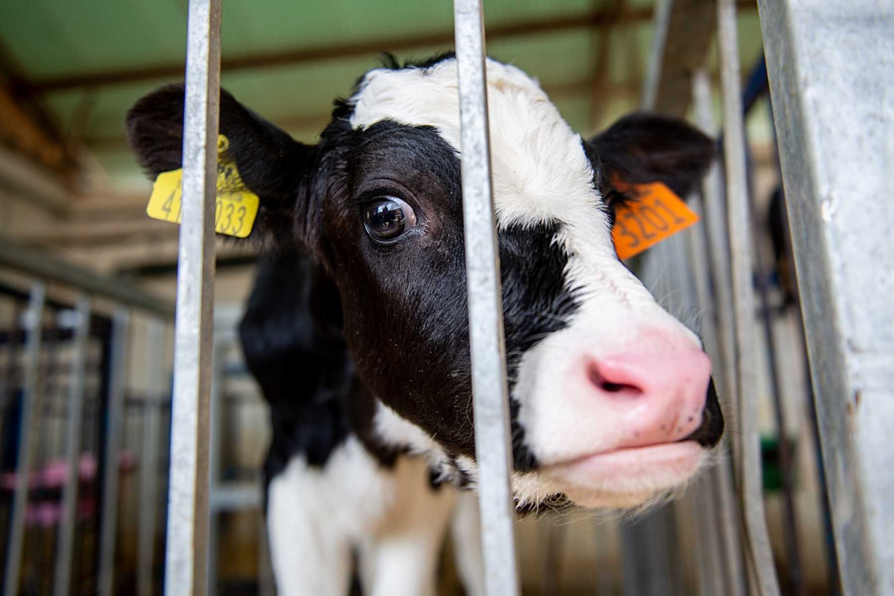 Plastic Veal Crates