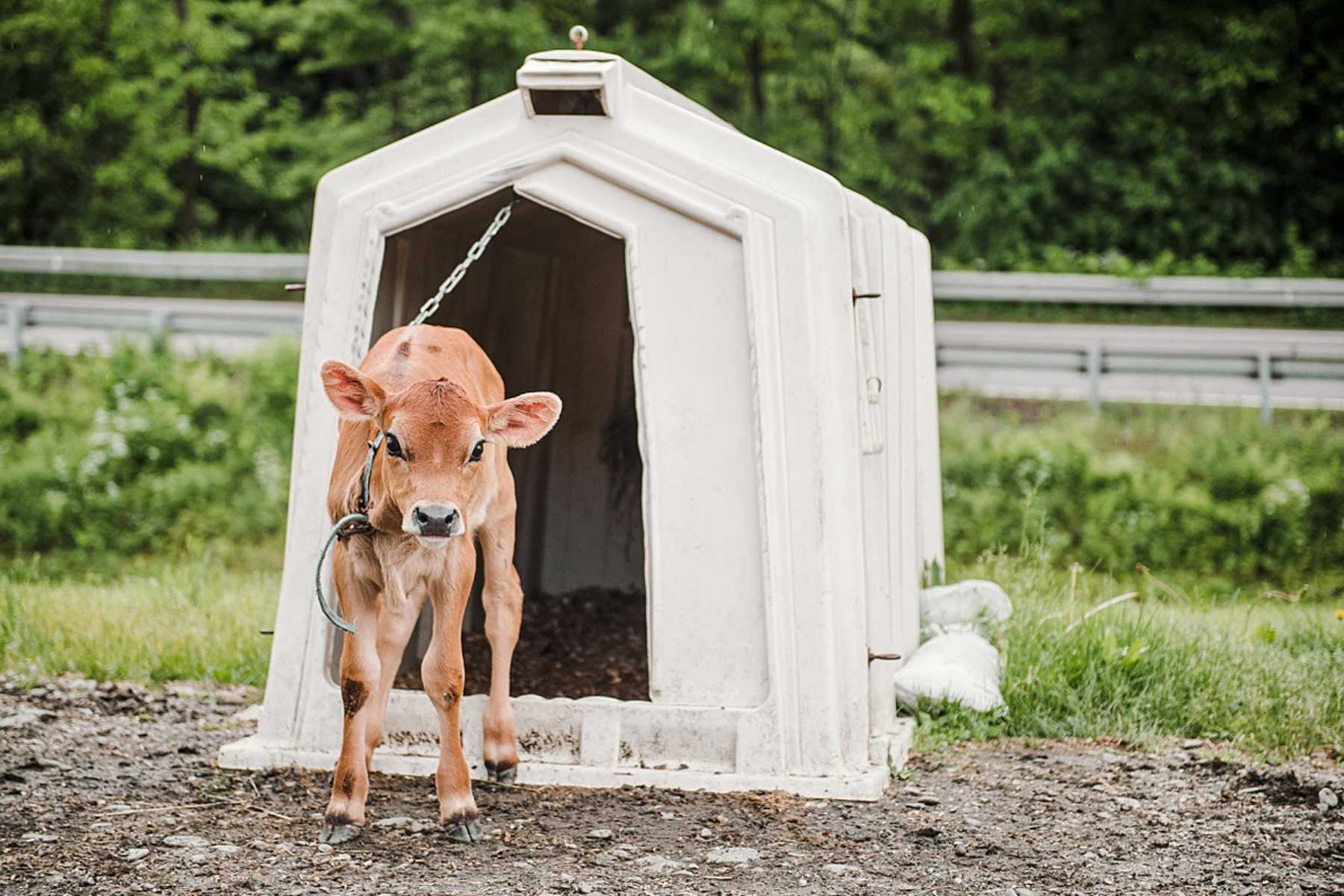 An emaciated heifer chained to a plastic hutch on the side of a road at a small, family-run dairy farm in Vermont. The calf is less than a month old and has already been separated from her mother.