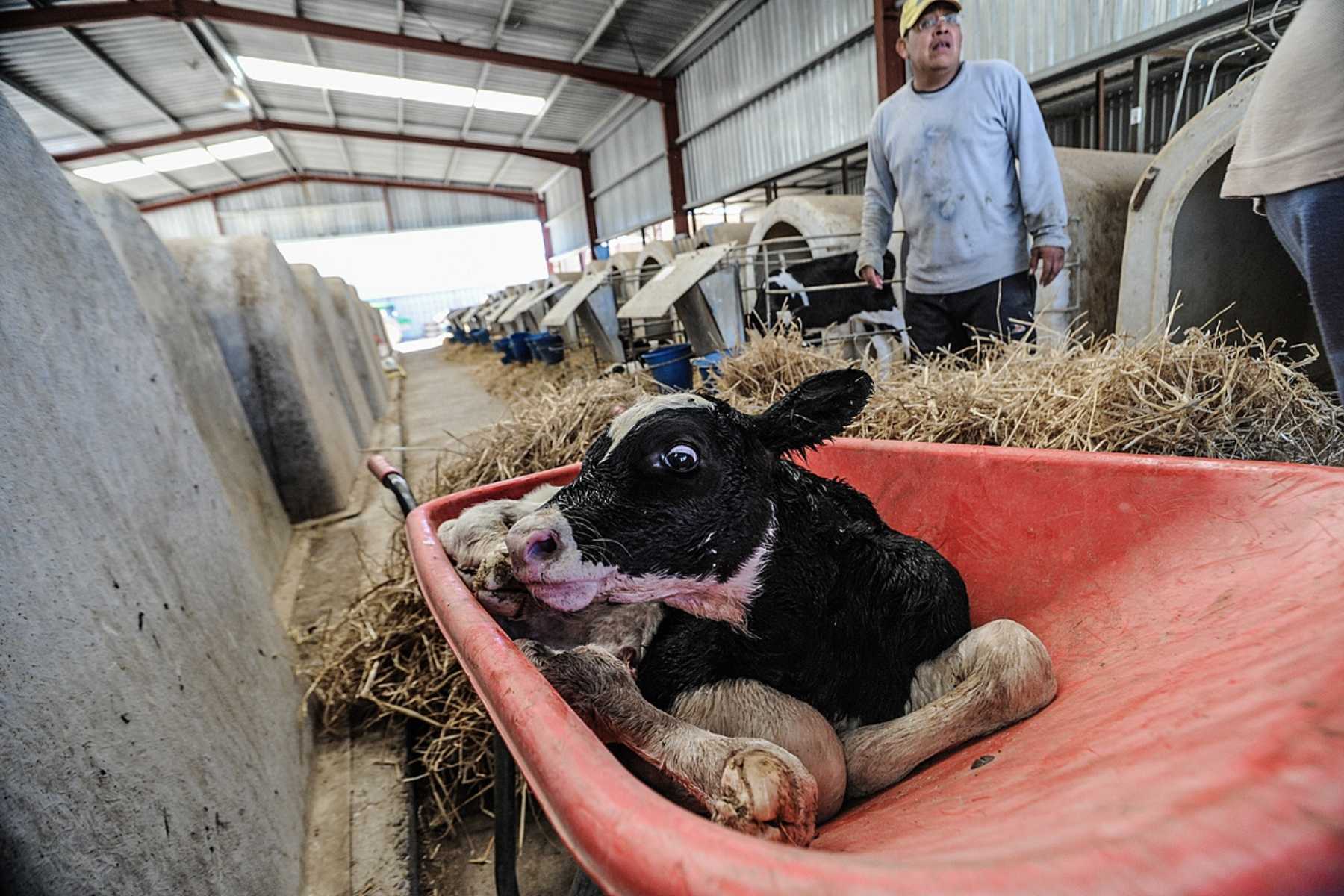 Still wet from birth, a calf is wheeled away from her mother to the veal crates at a dairy farm.