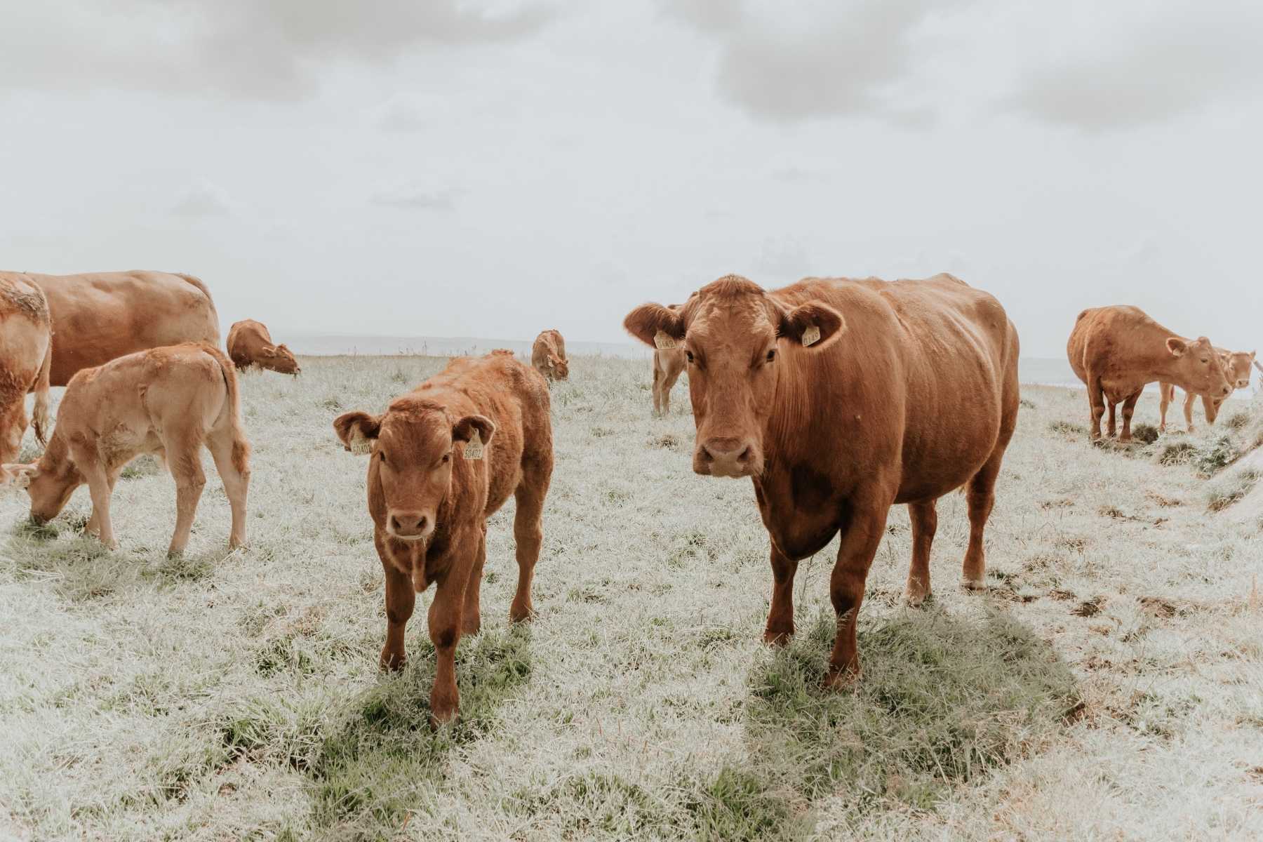 Dairy cows