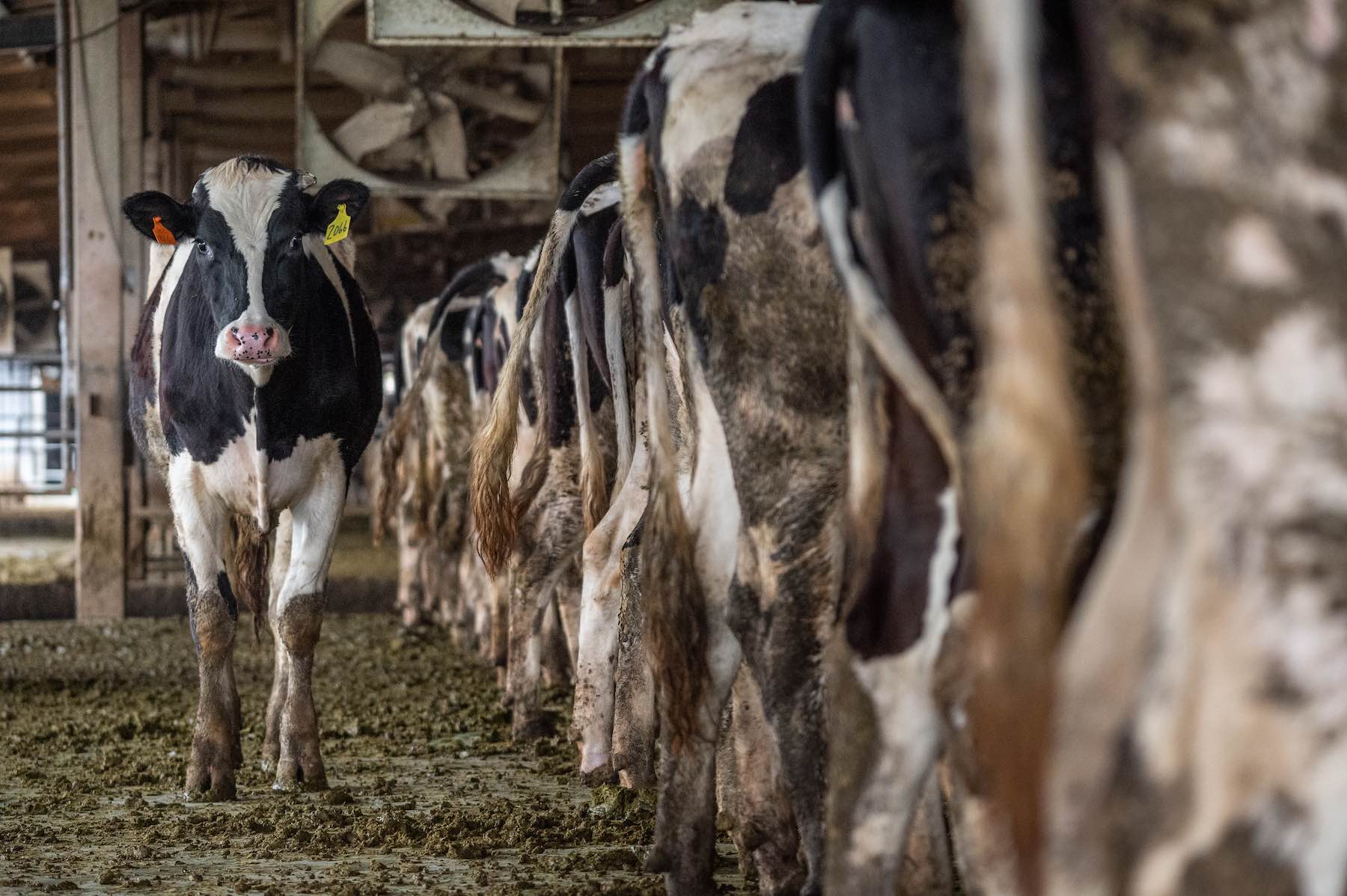 Dairy Farming