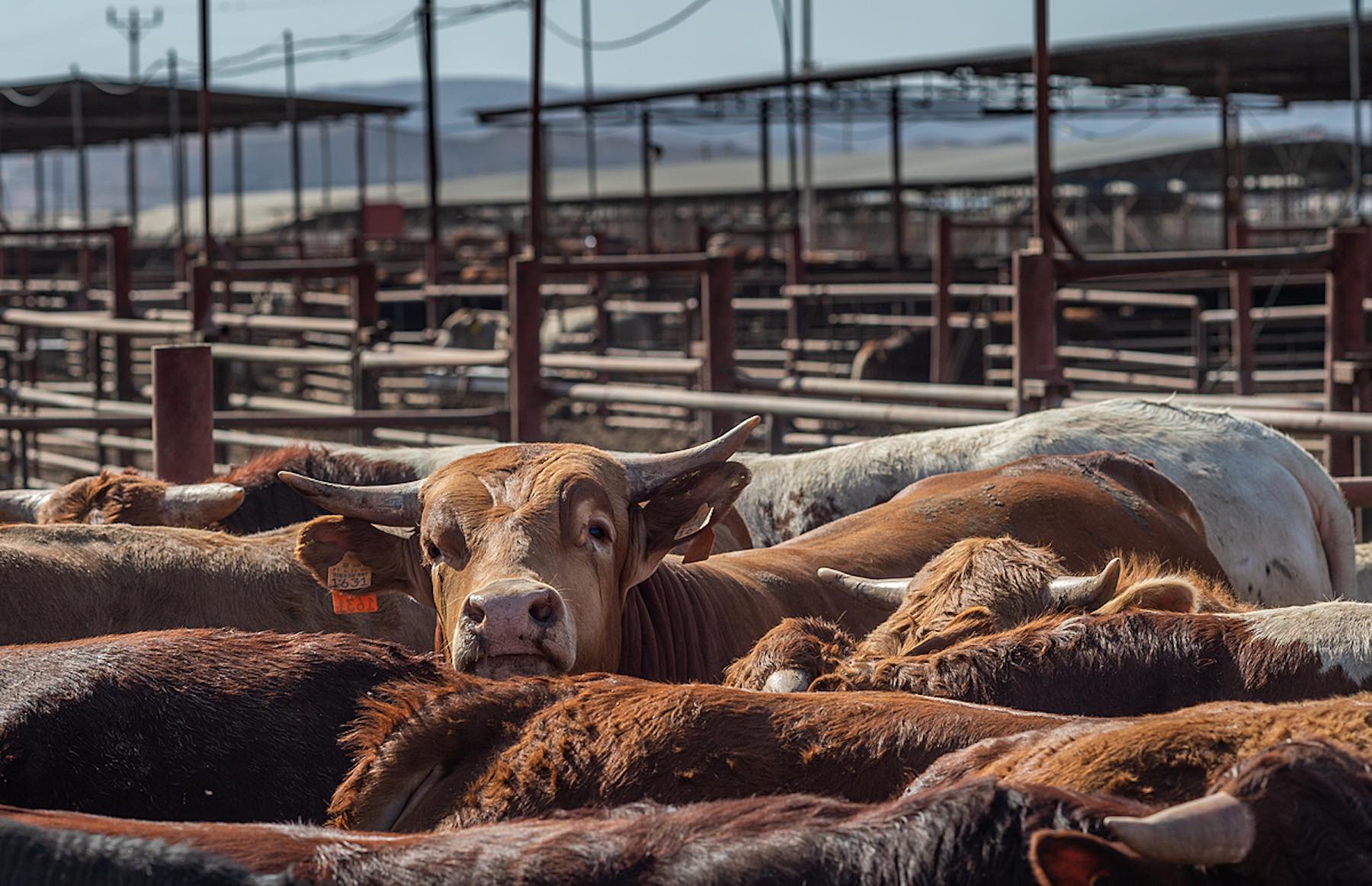 Several cows at a crowded feedlot.