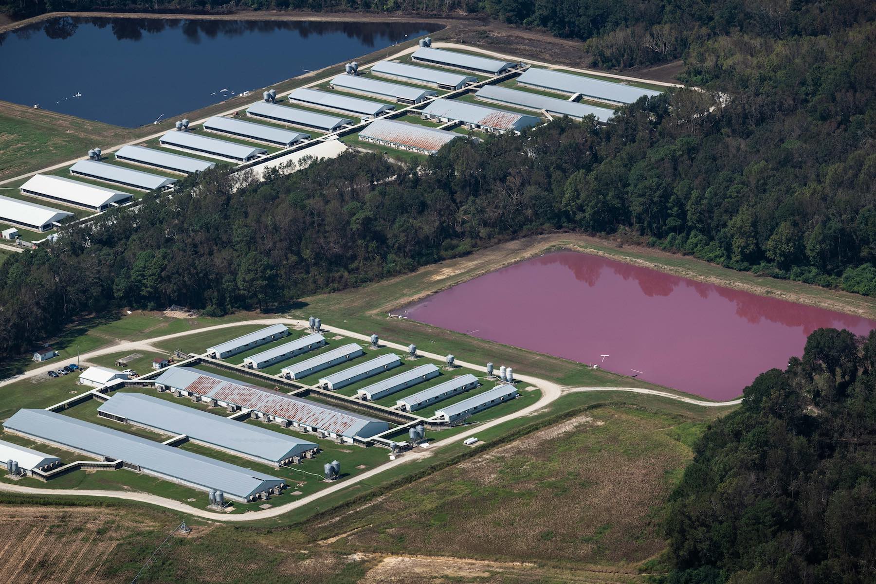 Factory farming and water pollution