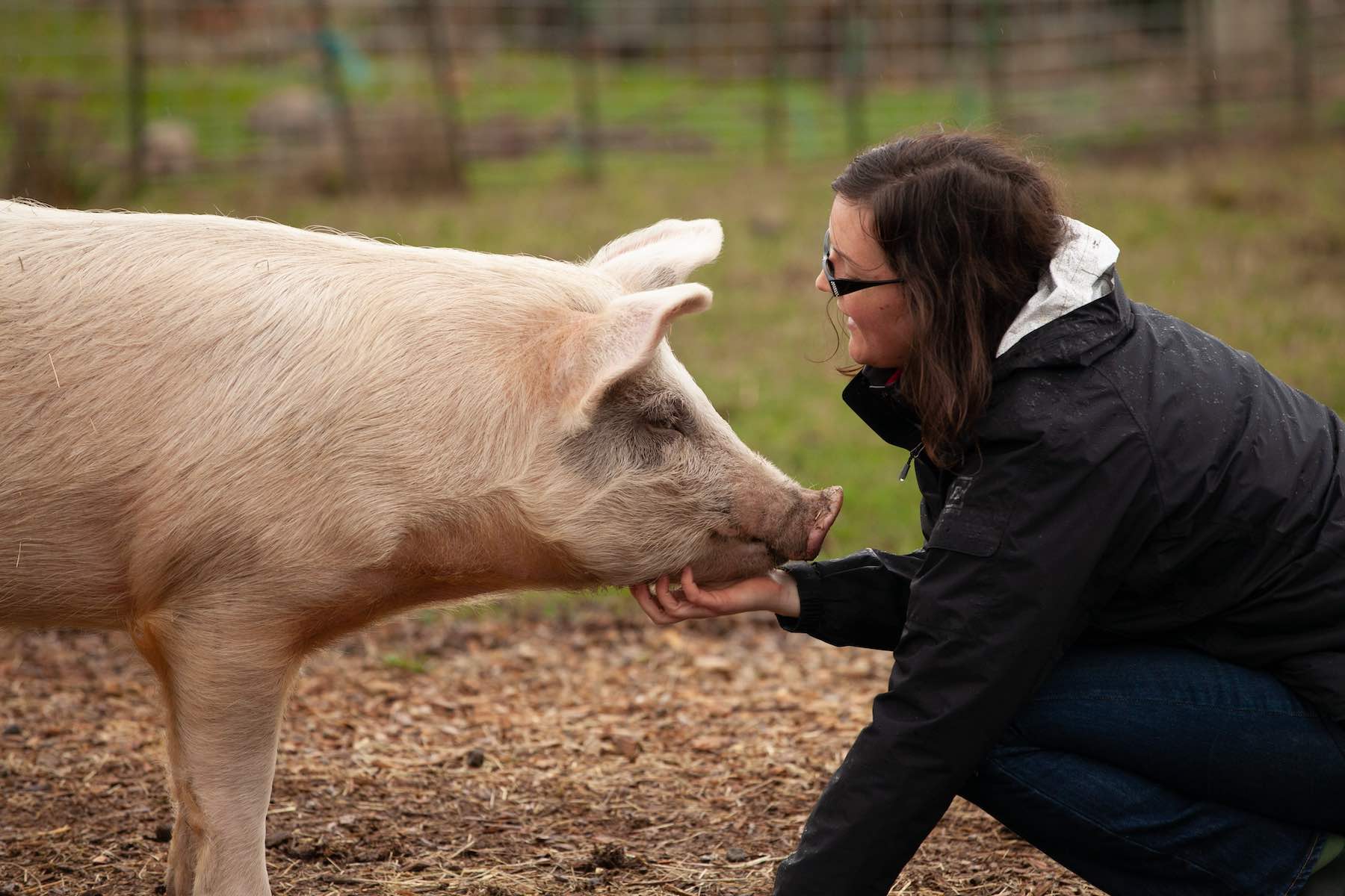 Kindness with a pig