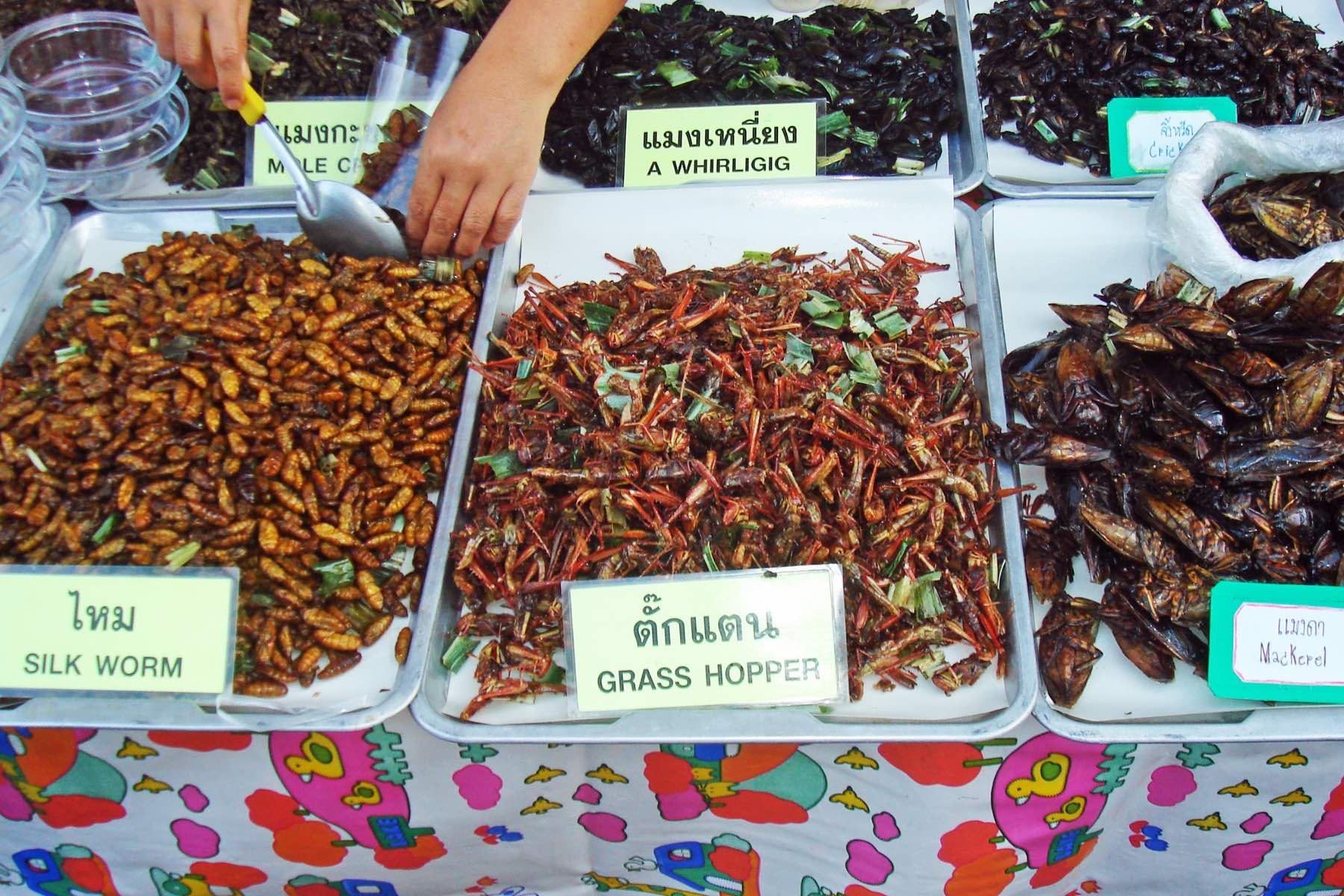 insects on the menu