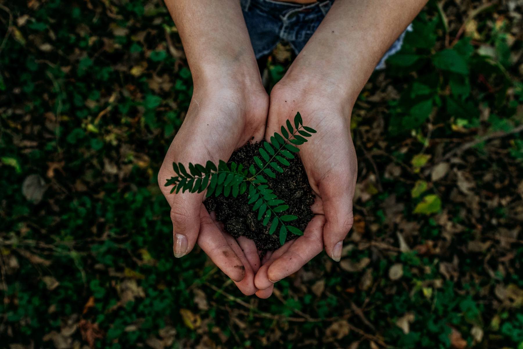 Planting Trees yo Fight Climate Breakdown