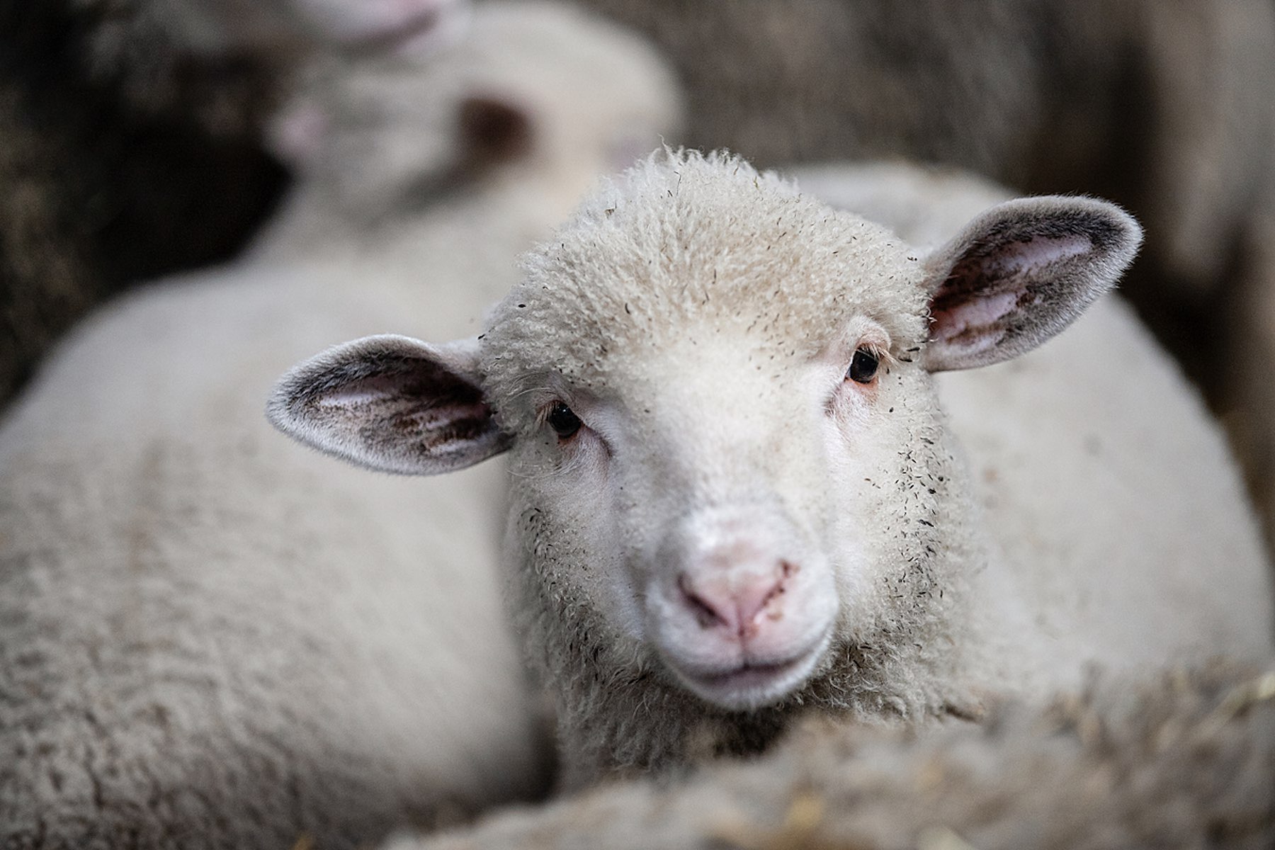 Close-up of a young lamb at a sheep farm in Poland. She will be raised for the production of wool and for subsequent breeding.