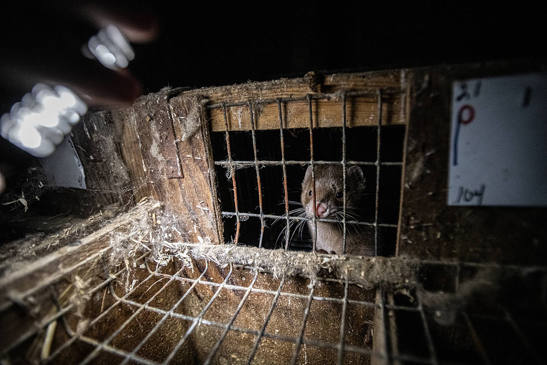 A lone female mink looks out through rusted wire mesh from the inside of a nesting bed at a fur farm in Quebec, Canada. She is illuminated by an LED light being held by the photographer.