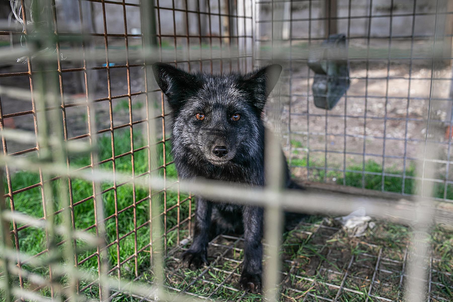 A silver fox looks out from a cage on a fur farm.