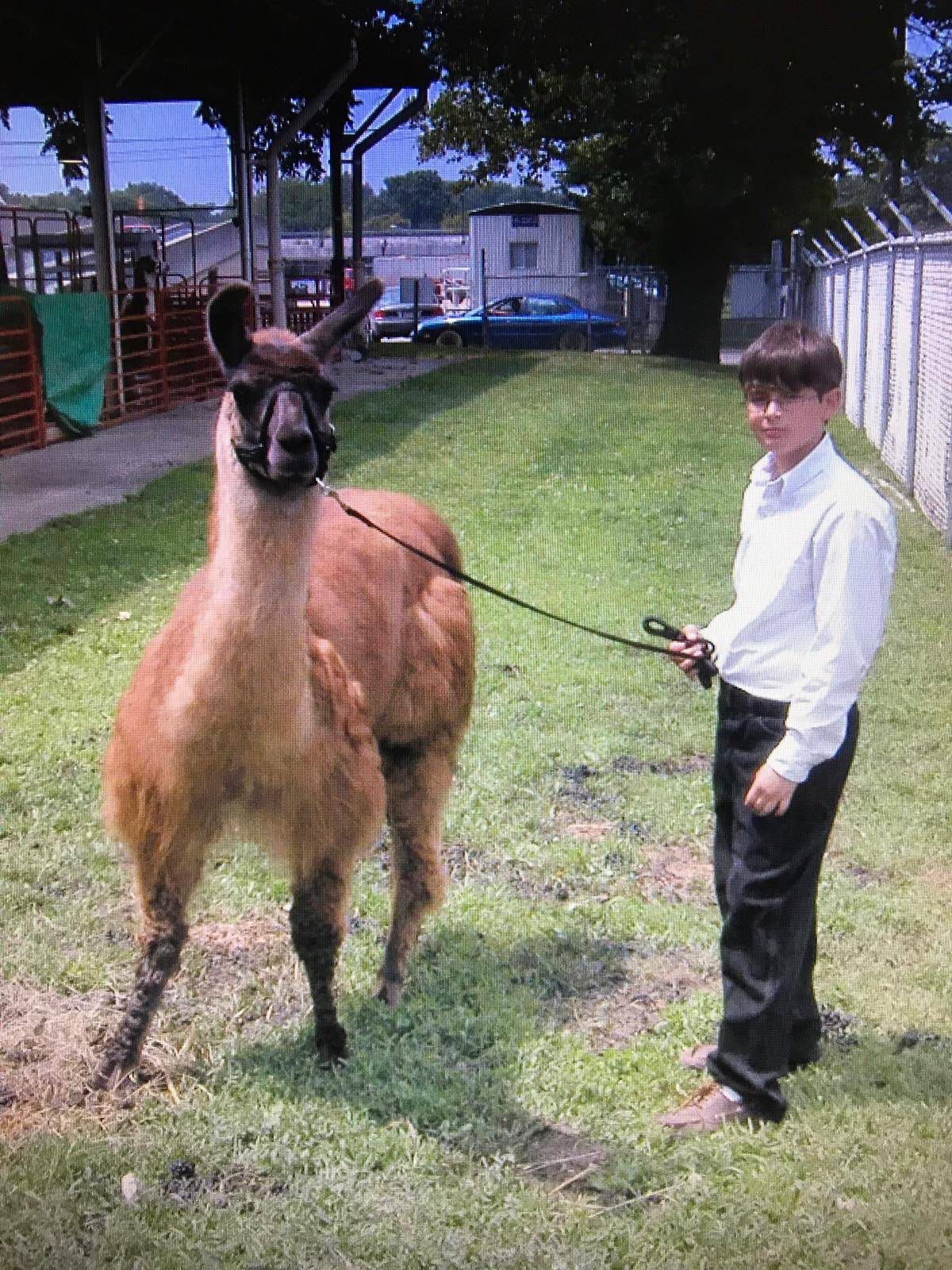 Simon as a child with Hamilton, who he raised for 4-H