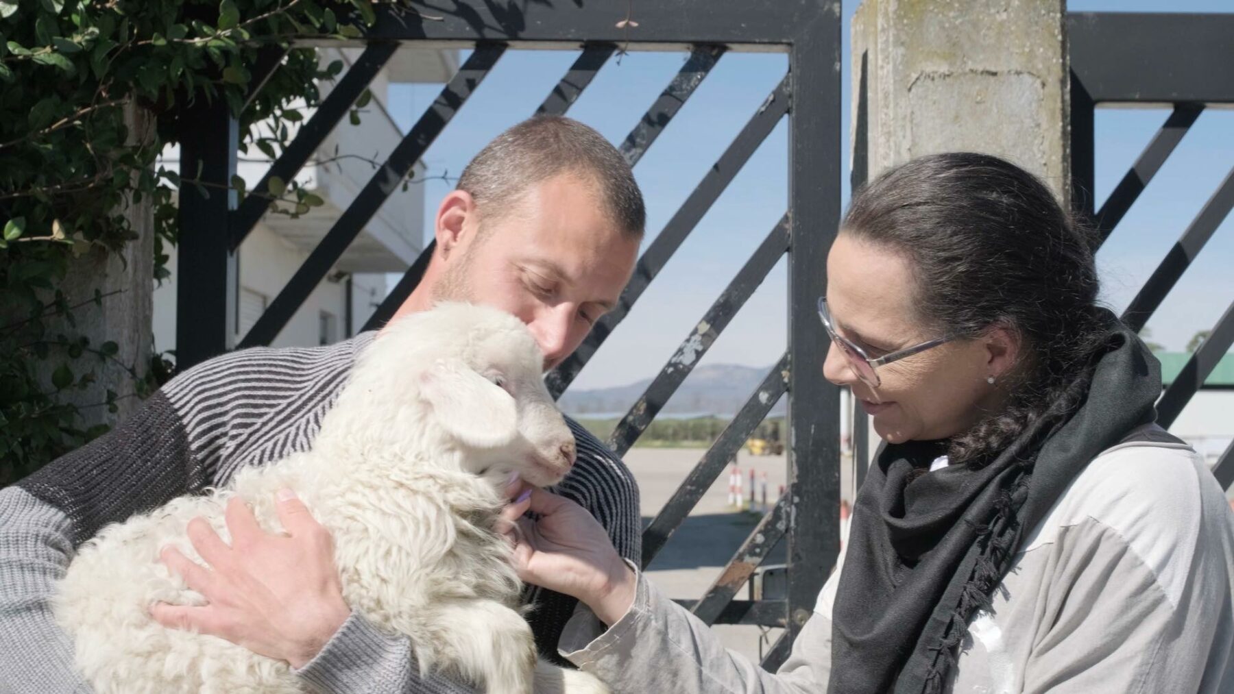 Rescuing a lamb from the slaughterhouse before Easter