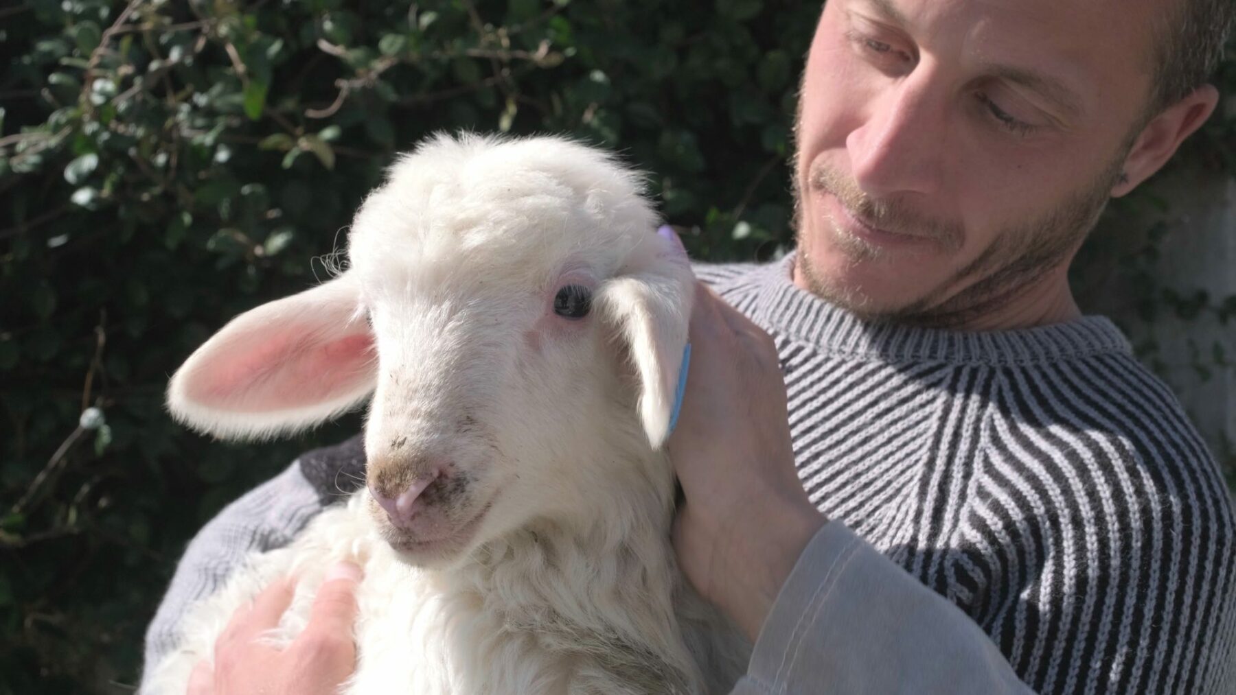 Rescuing a lamb from the slaughterhouse before Easter
