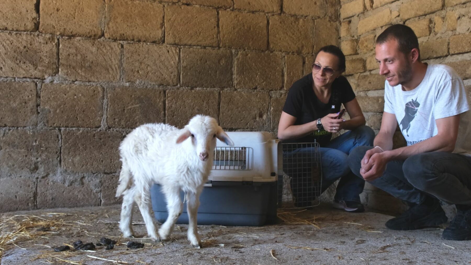 Rescuing a lamb from the slaughterhouse before Easter