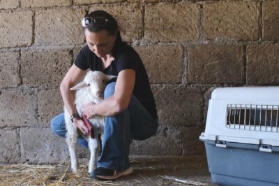 Steph Rivetti rescuing a lamb from the slaughterhouse before Easter