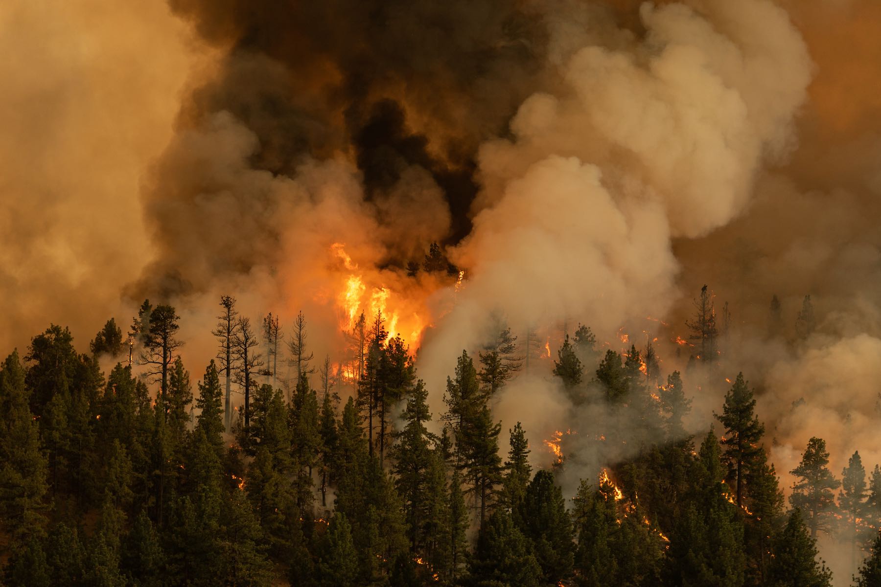 Markleeville, California USA - July 17, 2021: The Tamarack Fire burns on the eastern edge of California just south of Lake Tahoe.