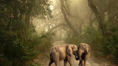 Two elephants in a forest