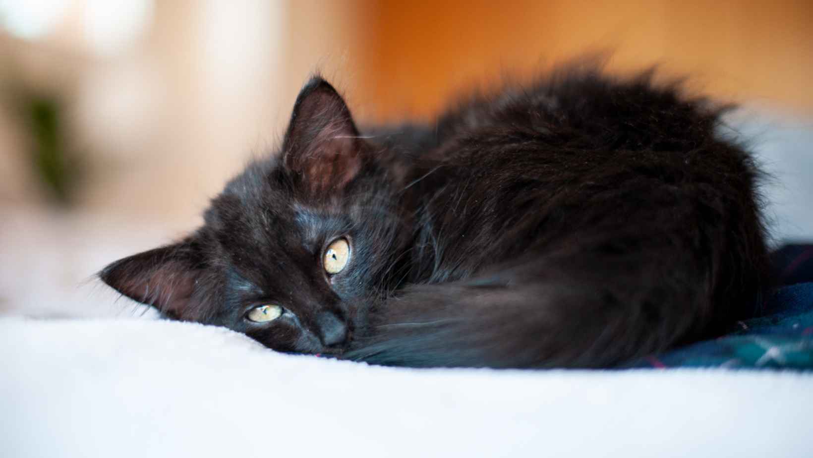 Little black cat laying on a bed