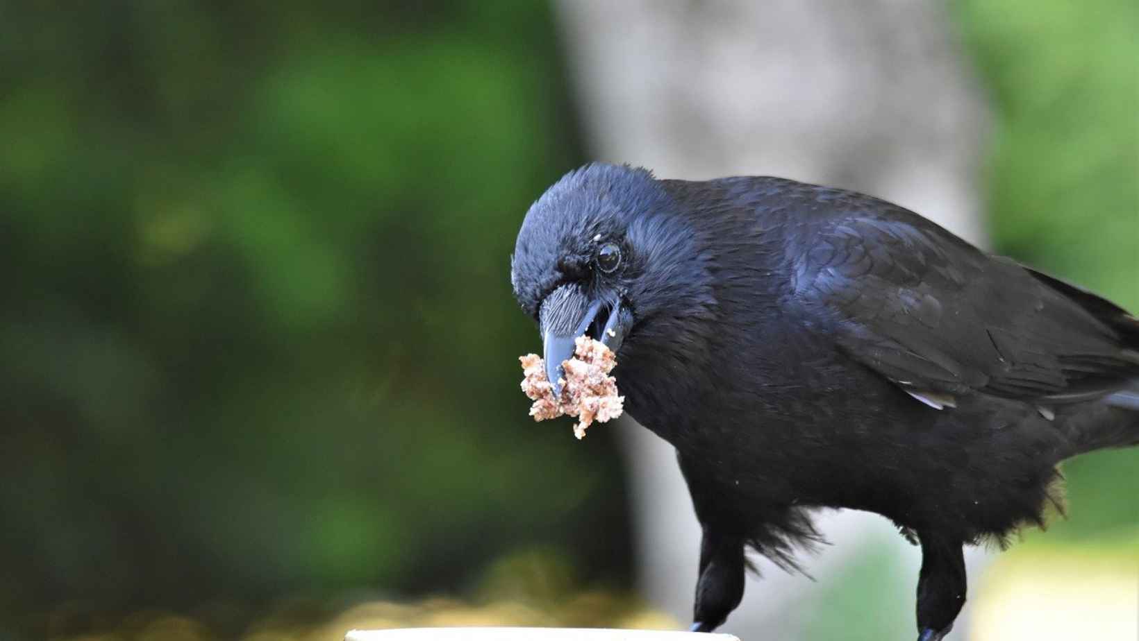 Black crow with food in their mouth