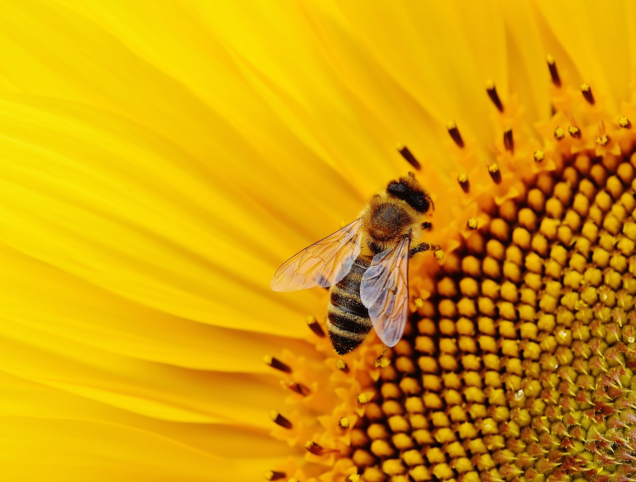 New Research Suggests Bees Are Sentient