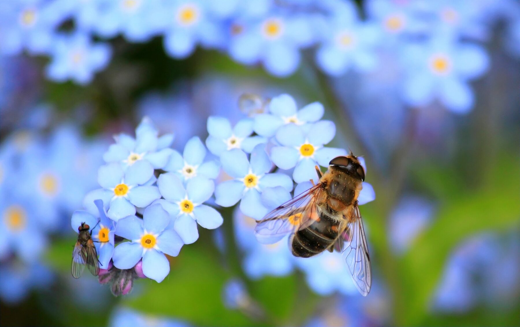 Two bees pollinating little blue flowers