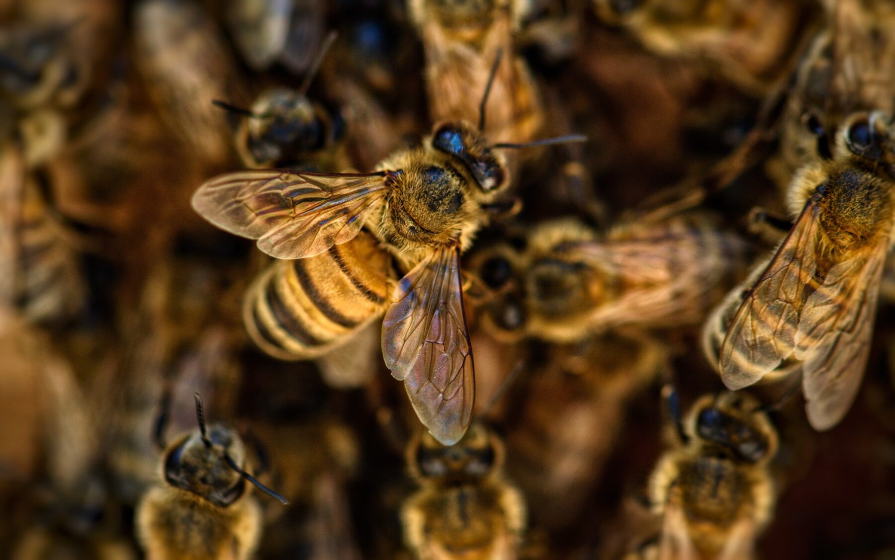 Colony of bees on top of each other with one bee in focus